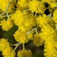 05 02 Forêt de mimosas du Grand Duc depuis Capitou
