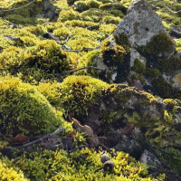 15 02 Pierre Druidique et dolmen de Verdoline à St Vallier
