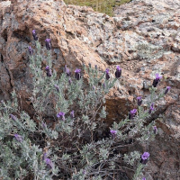 01 03 Plateau d'Anthéor depuis la pointe de l'Observatoire