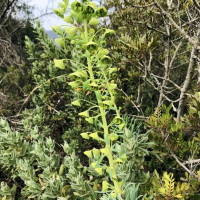 08 03 Le Rebéquier par le Pas du Confessionnal depuis la piste des Corbières
