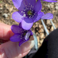 19 03 Forêt de Nans