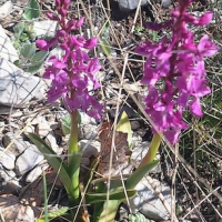 09 04 La montagne de Thiey en partant du col de la Sine