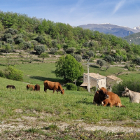 19 04 Chapelle St Jean du Désert depuis le Plan d'Entrevaux